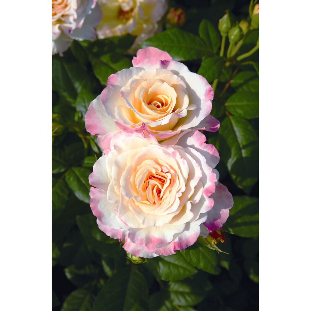 Zwei hellrosa und cremefarbene Rosenblüten mit Knospen