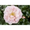 Rosa Duftrose mit gelben Staubblättern