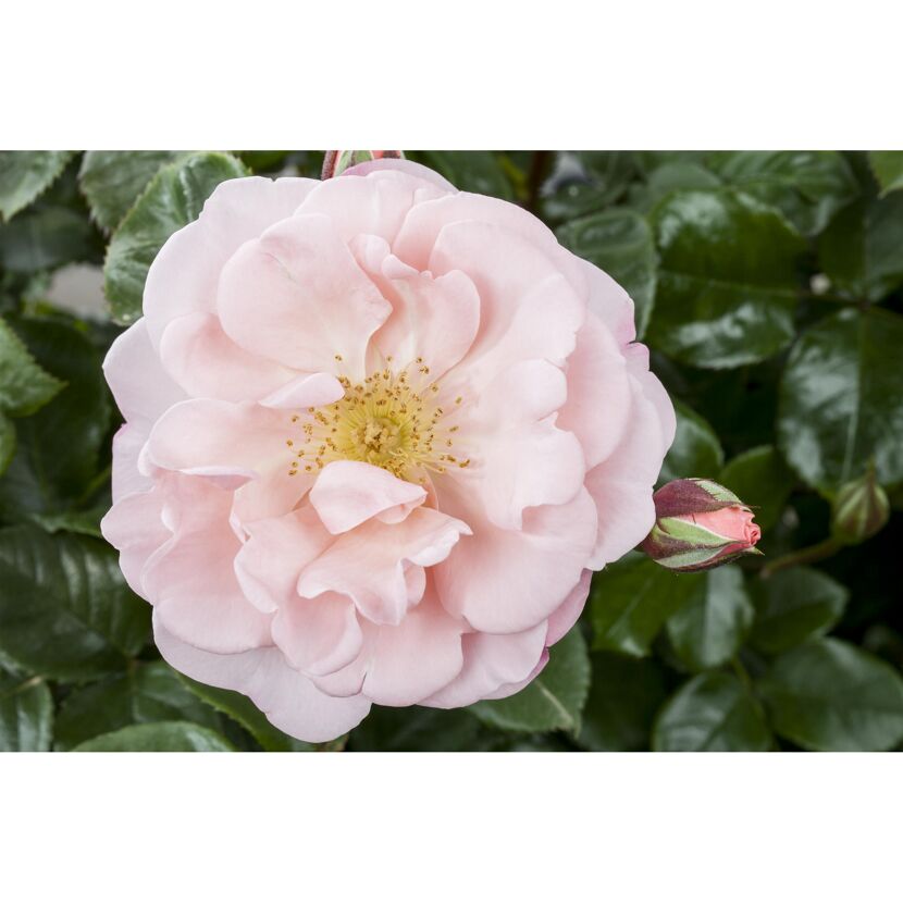 Rosa Duftrose mit gelben Staubblättern