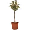 Glanzmispel 'Compacta' Halbstamm, 28 cm Topf