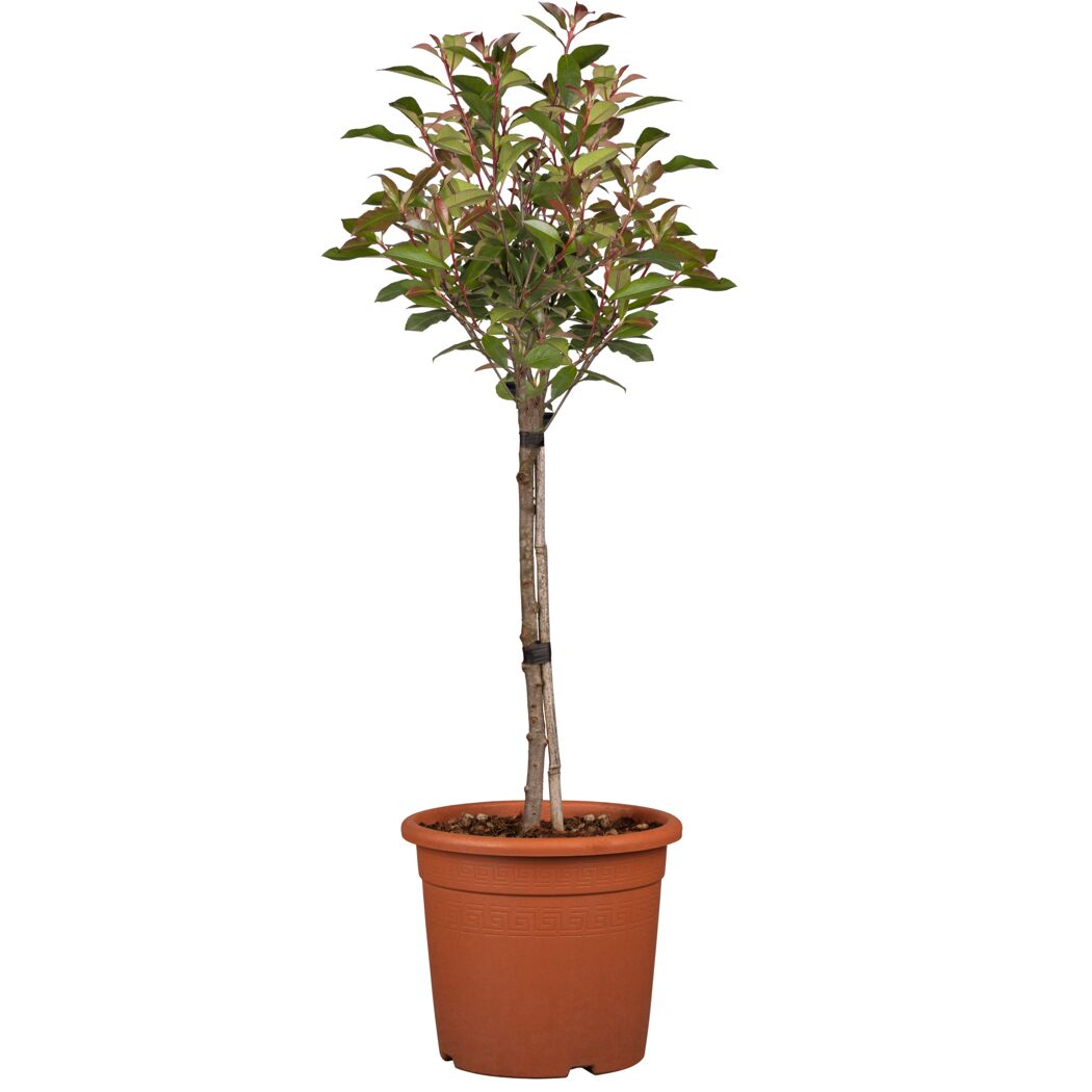 Glanzmispel 'Compacta' Halbstamm, 28 cm Topf