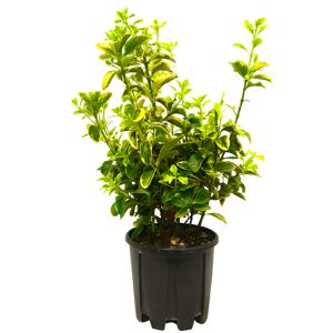 Japanischer Spindelstrauch 'Elegantisima Aureus' 25 cm Topf
