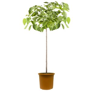 Trompetenbaum 'Nana' Halbstamm 30 cm Topf