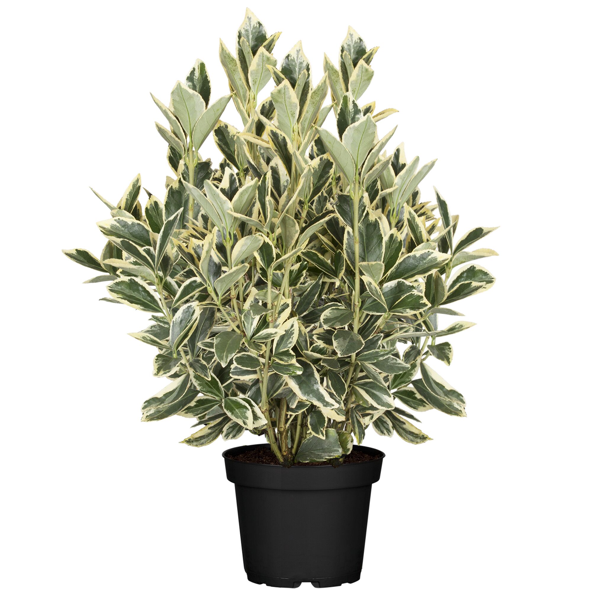 Buchsbaum Japanischer Spindelstrauch im Topf