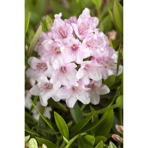 Rhododendron 'Nugget by Bloombux®', 10,5 cm Topf