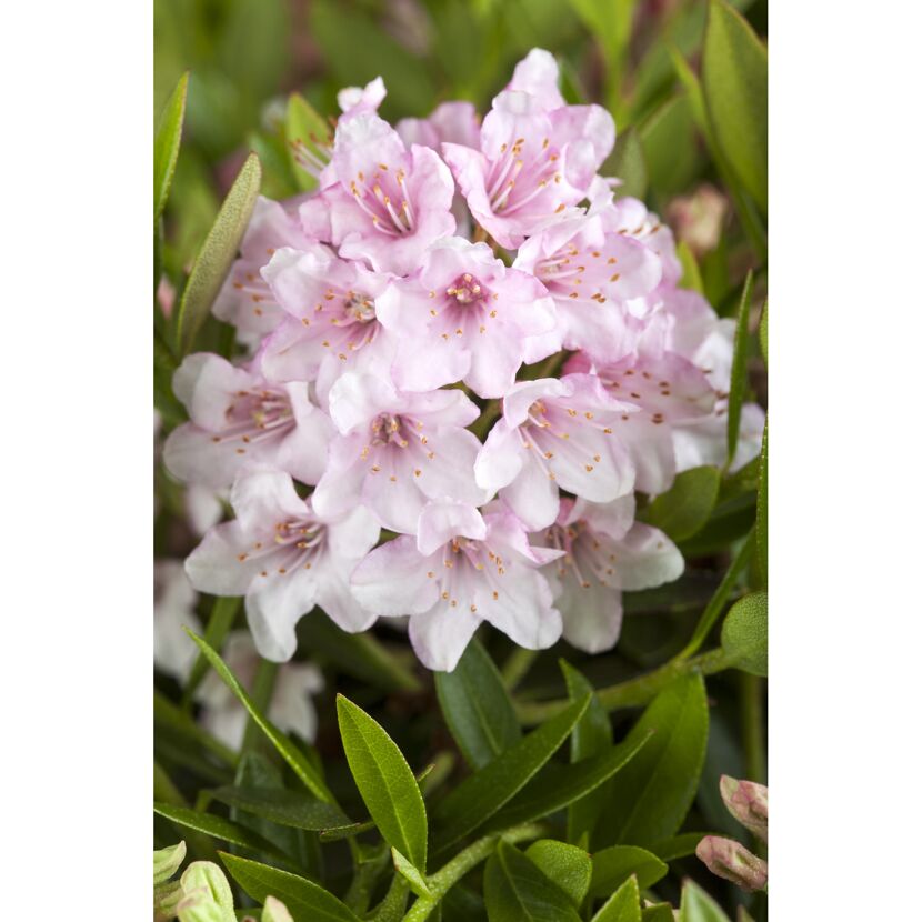 Rosa Rhododendronblüten
