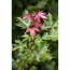 Blut-Ahorn 'Crimson Sentry', 40 cm Topf
