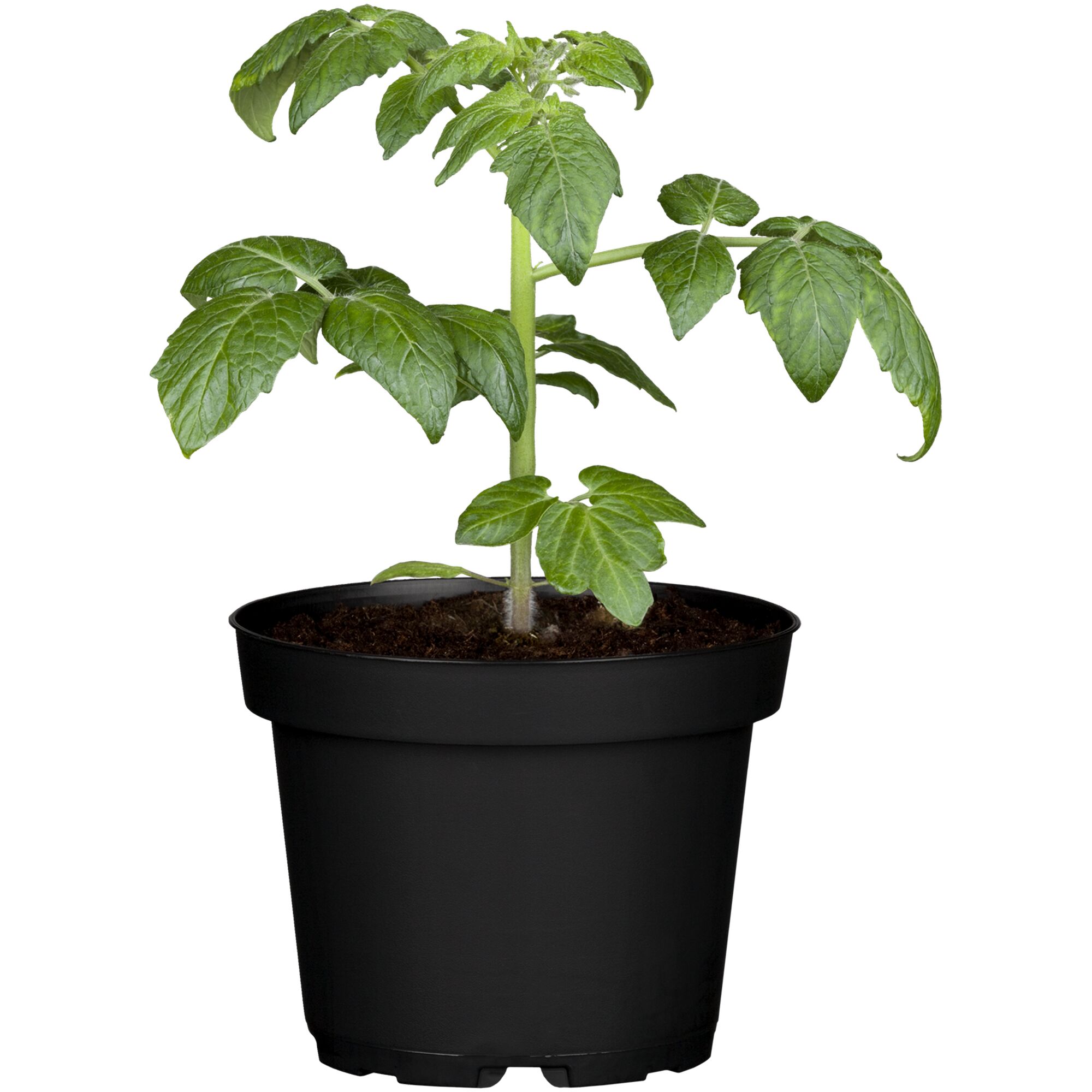 Tomatenpflanze 'Klara' im schwarzen Topf