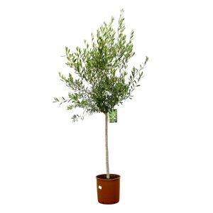 Olive Stamm, 30 cm Topf