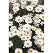 hauptbild
