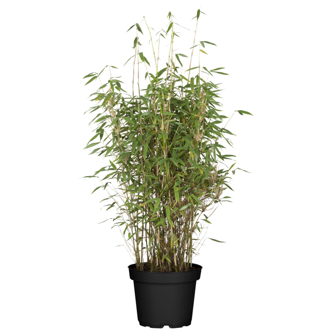 Bild von Gartenbambus 29 cm Topf