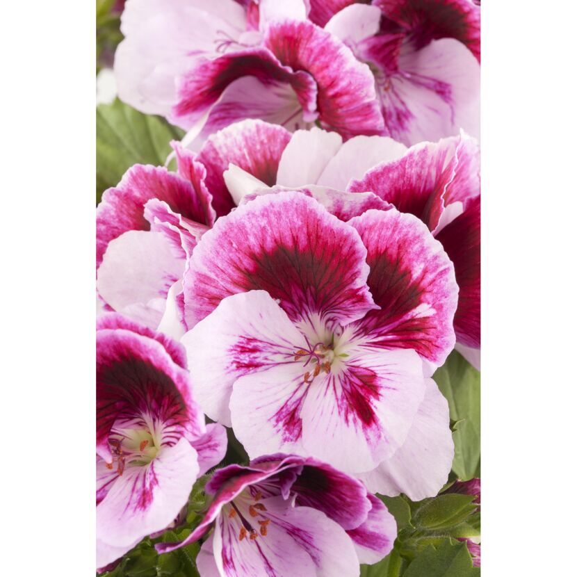 Edelgeranie, 12 cm Topf