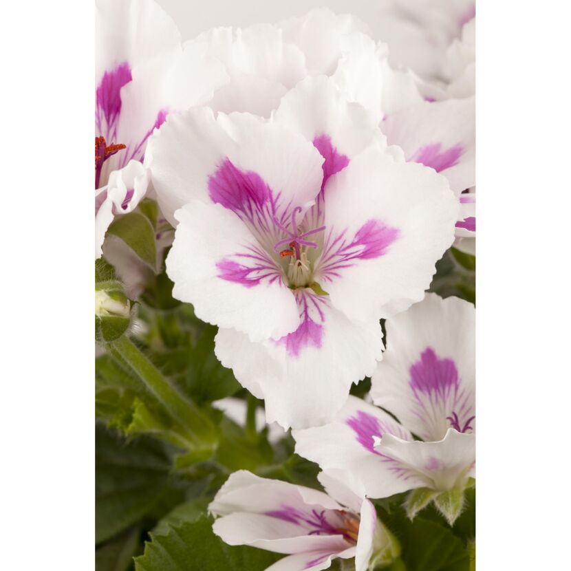 Edelgeranie, 12 cm Topf