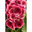 Edelgeranie, 12 cm Topf