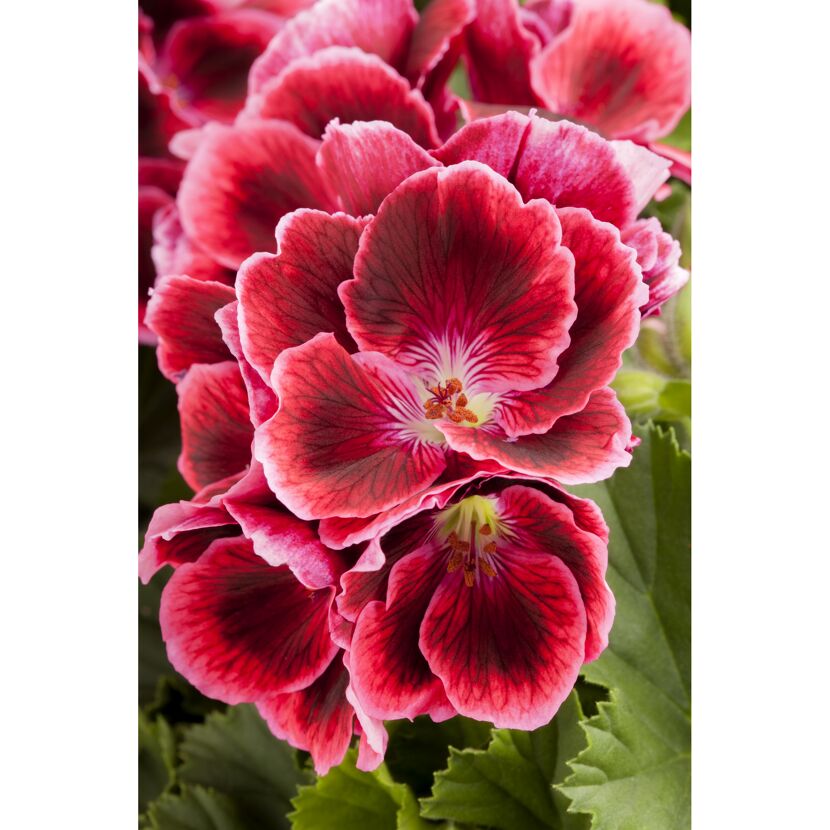 Edelgeranie, 12 cm Topf