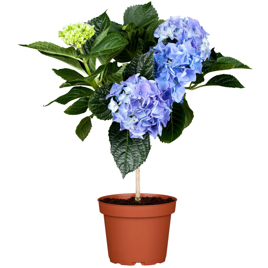 Blaue Hortensie im Topf