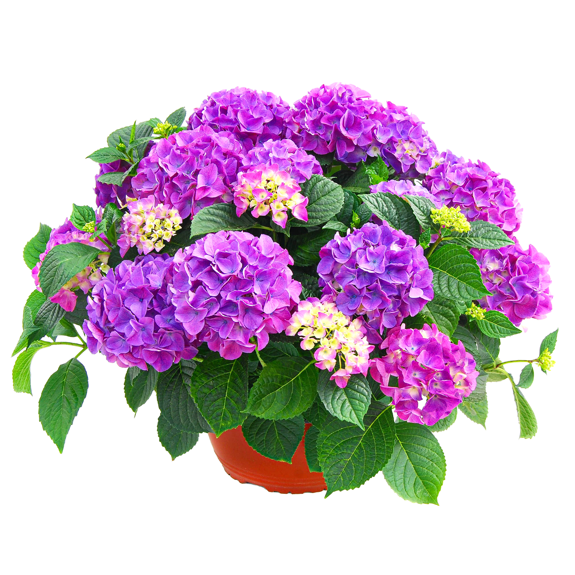 Hortensie 'Tabletensia®' 23 cm Topf