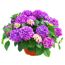 Hortensie 'Tabletensia®' 23 cm Topf