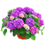 Hortensie 'Tabletensia®' 23 cm Topf