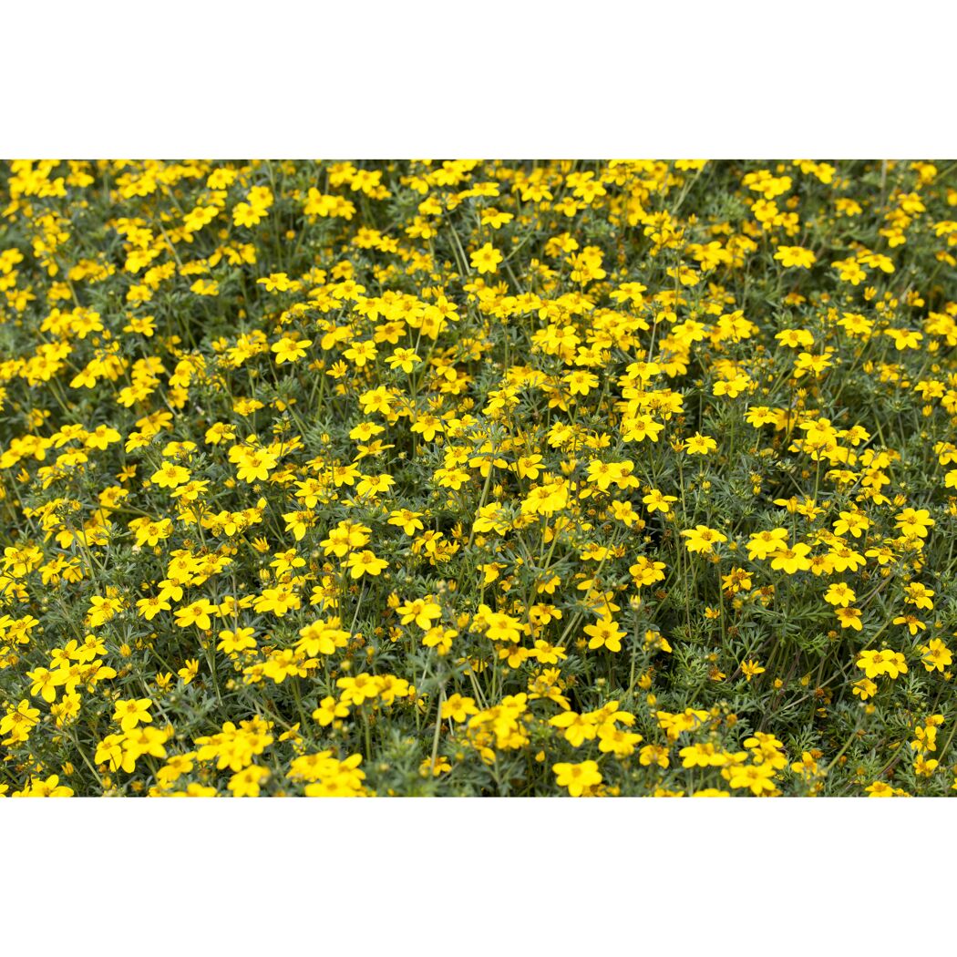 Gelbe Blüten der Potentilla fruticosa