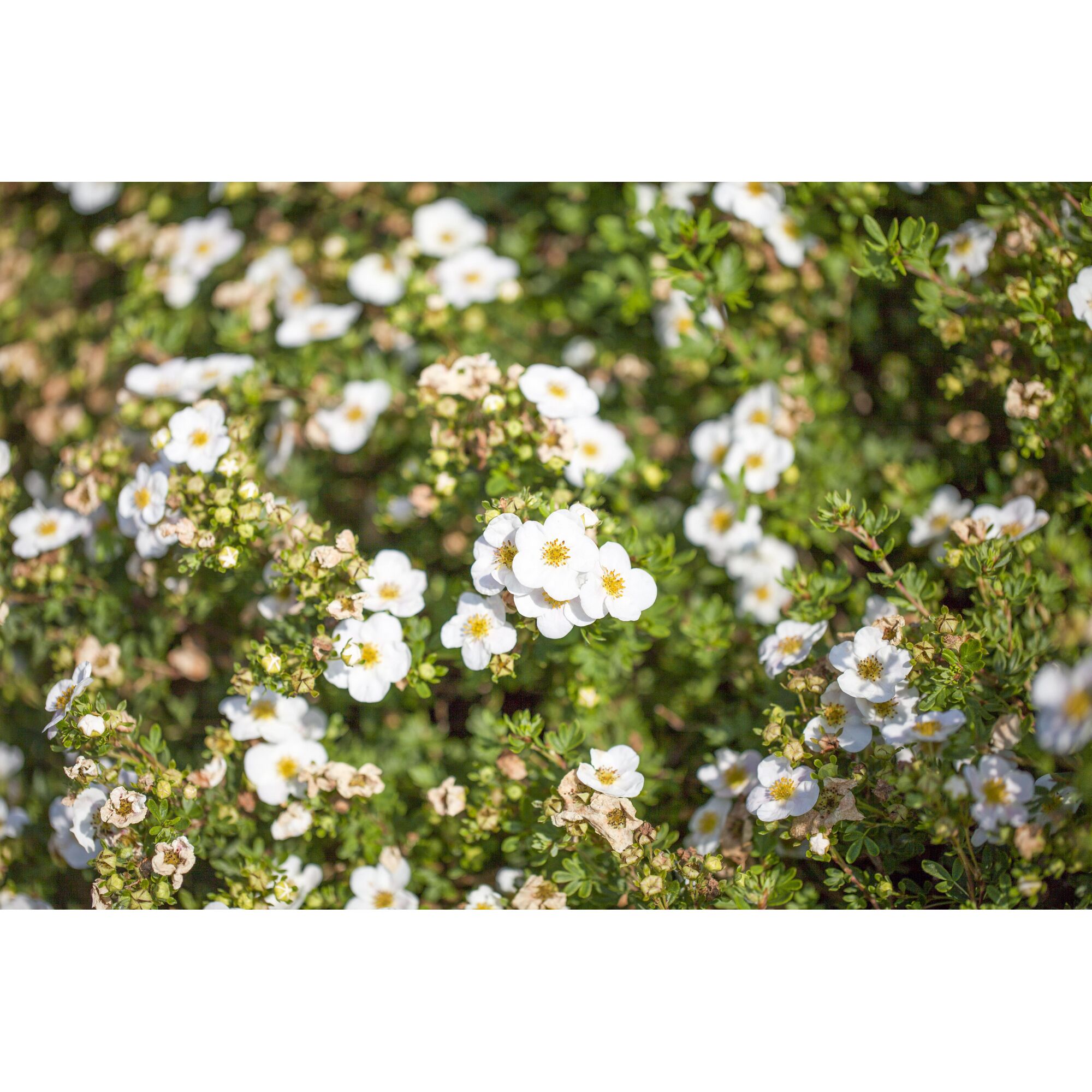 Nahaufnahme von weißen Blüten des Fingerstrauchs.
