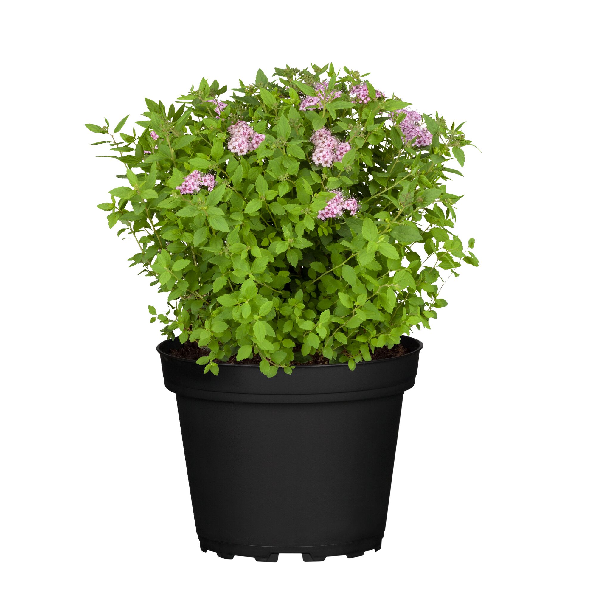 Spiraea japonica Spät Rosa im schwarzen Topf