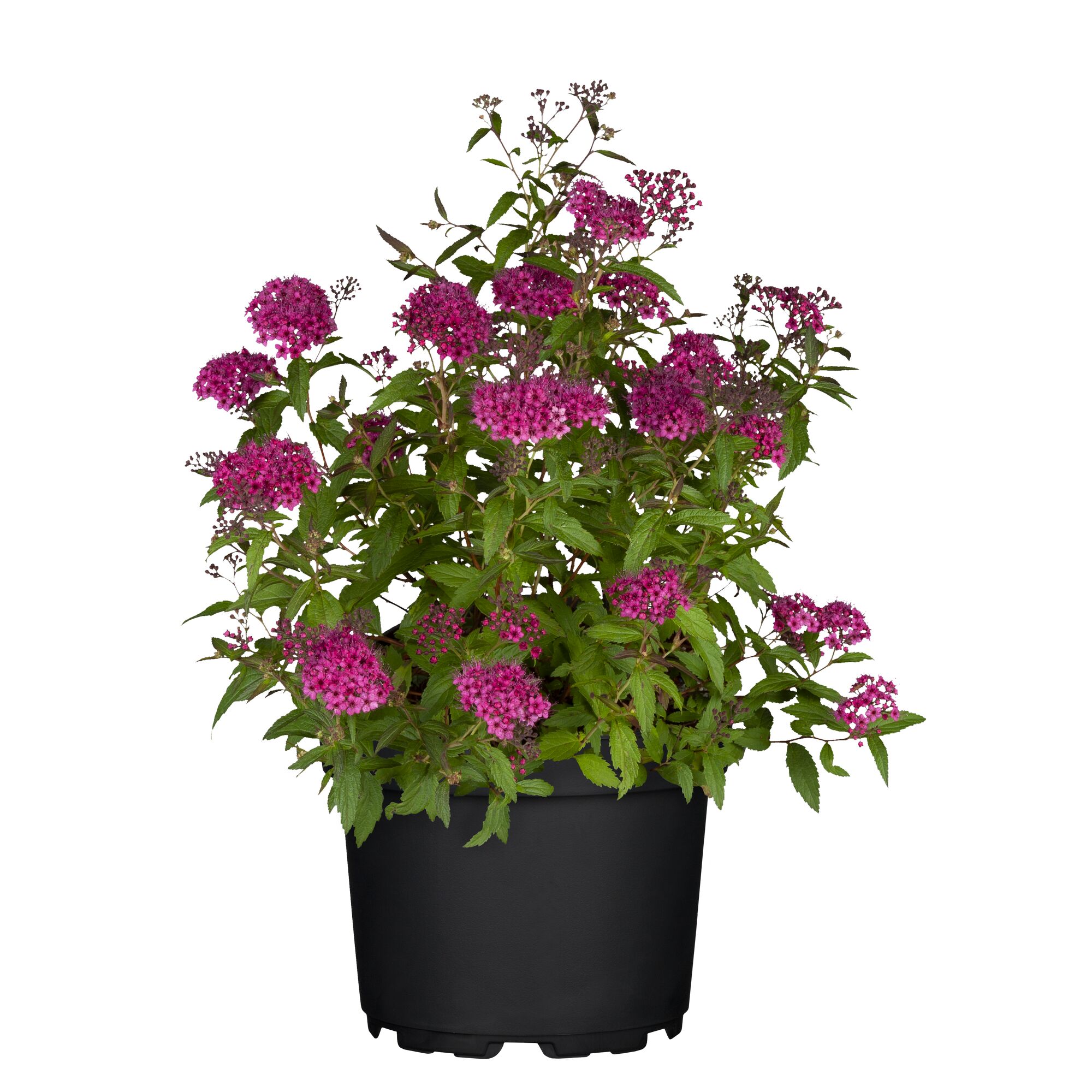 Topfspiere Spät Rot im schwarzen Topf