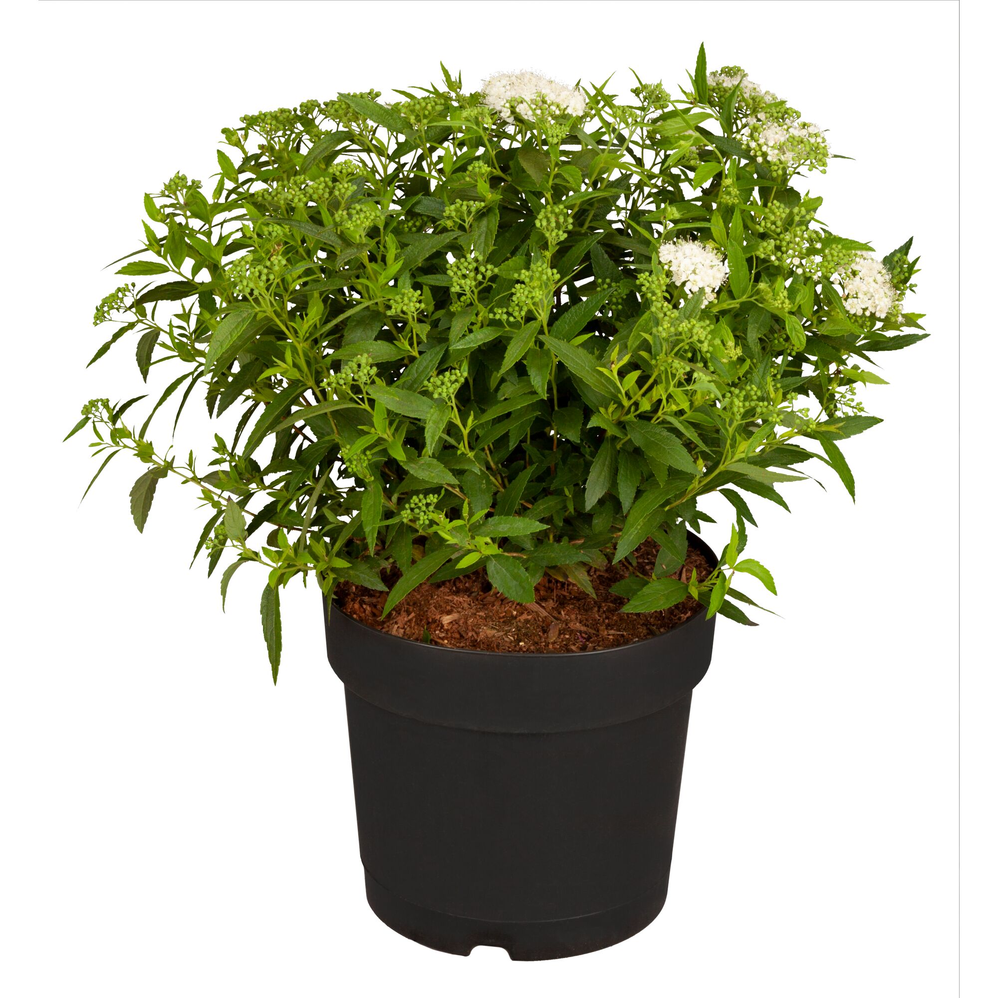 Topfpflanze mit weißen Blüten und grünen Blättern