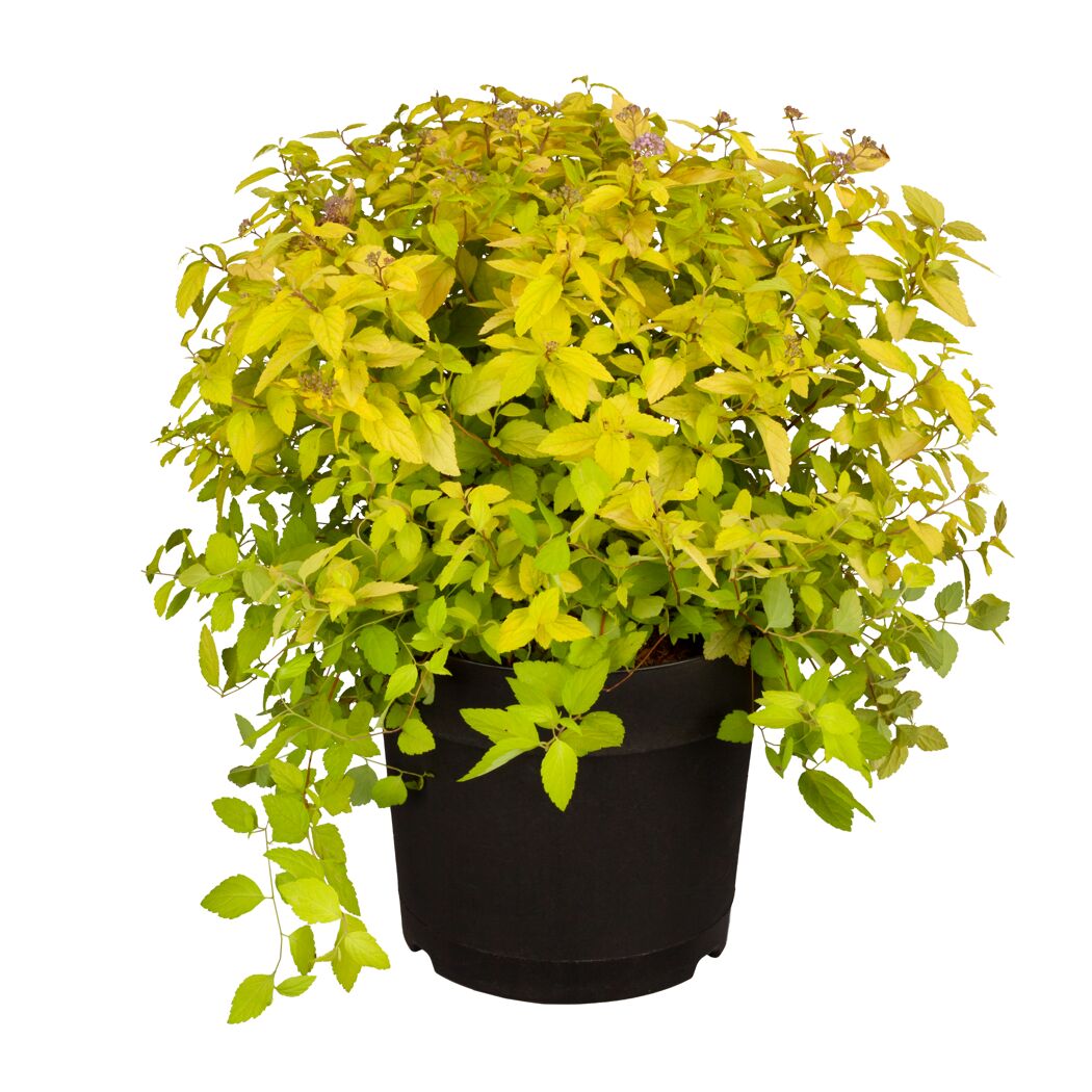 Zwergspiere Busch gelblaubig 19 cm Topf