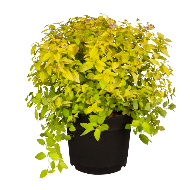 Bild von Zwergspiere Busch gelblaubig 19 cm Topf