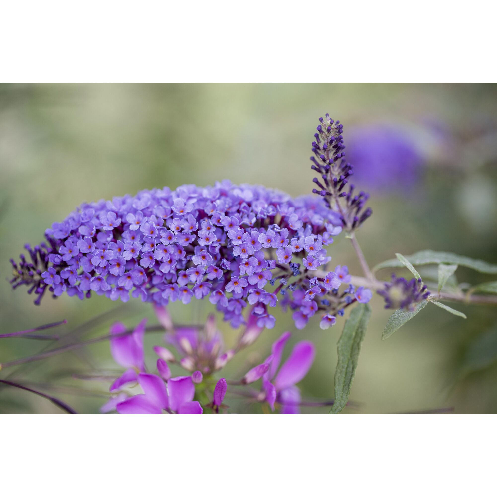 Lila Blüten des Sommerflieders