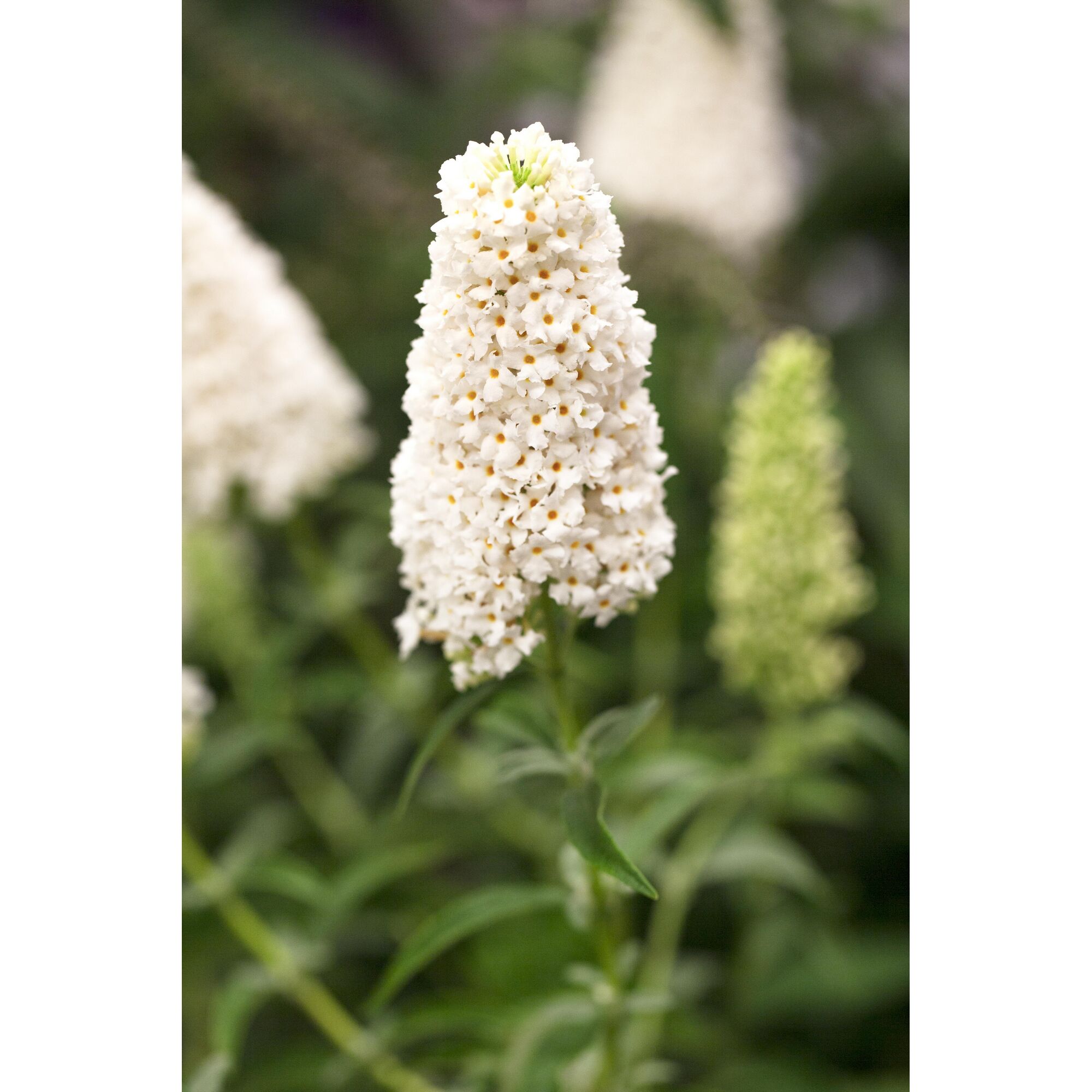 weißer Schmetterlingsflieder