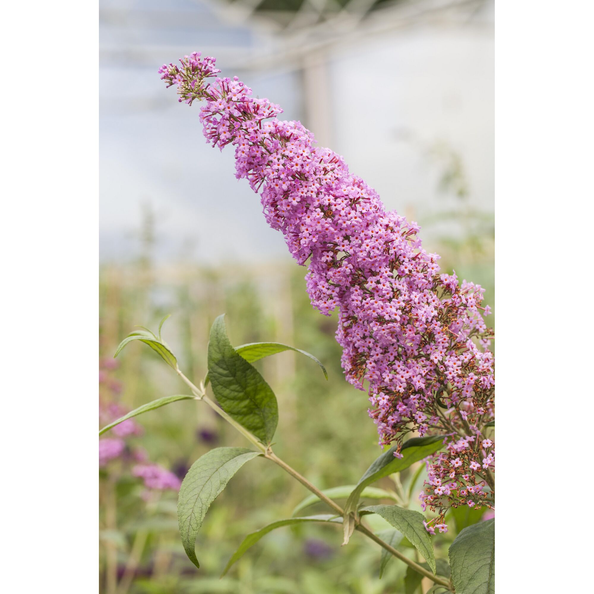 Lila Blüten am Zweig des Schmetterlingsflieders