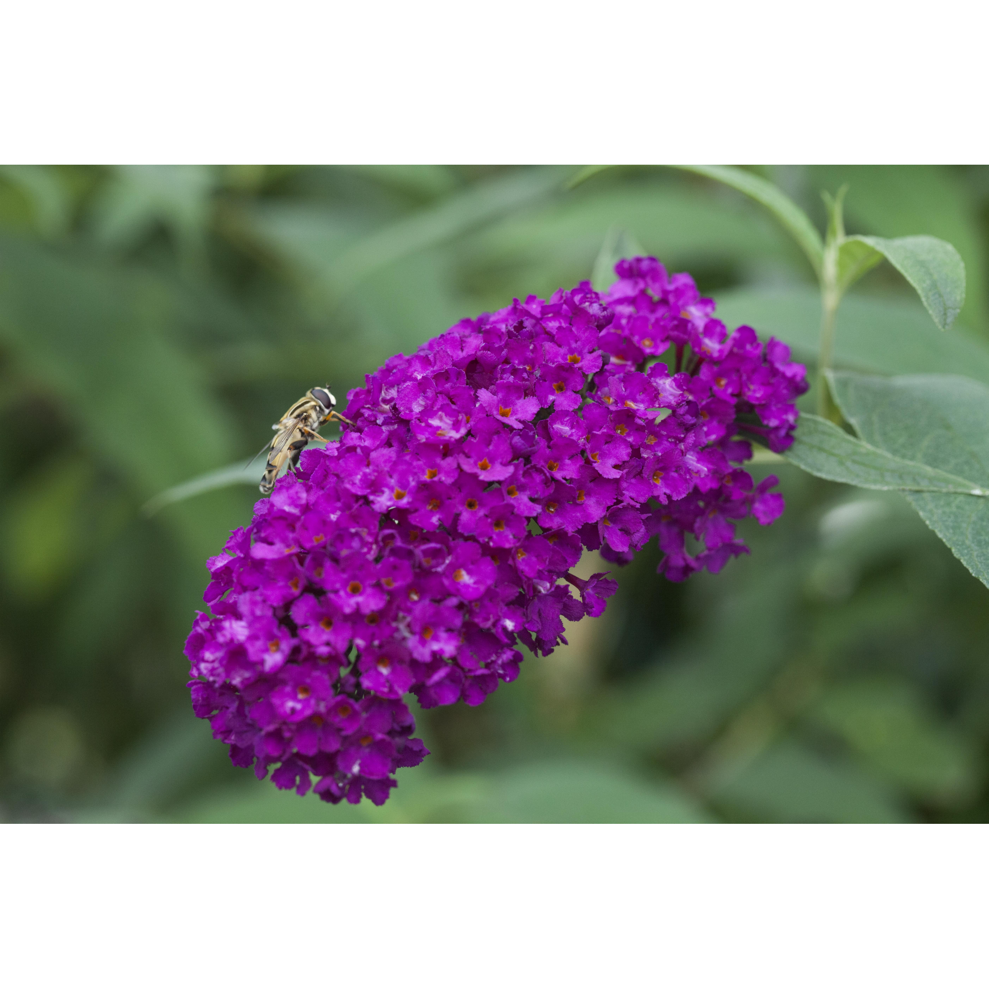 Schmetterlingsflieder violett 19 cm Topf + product picture