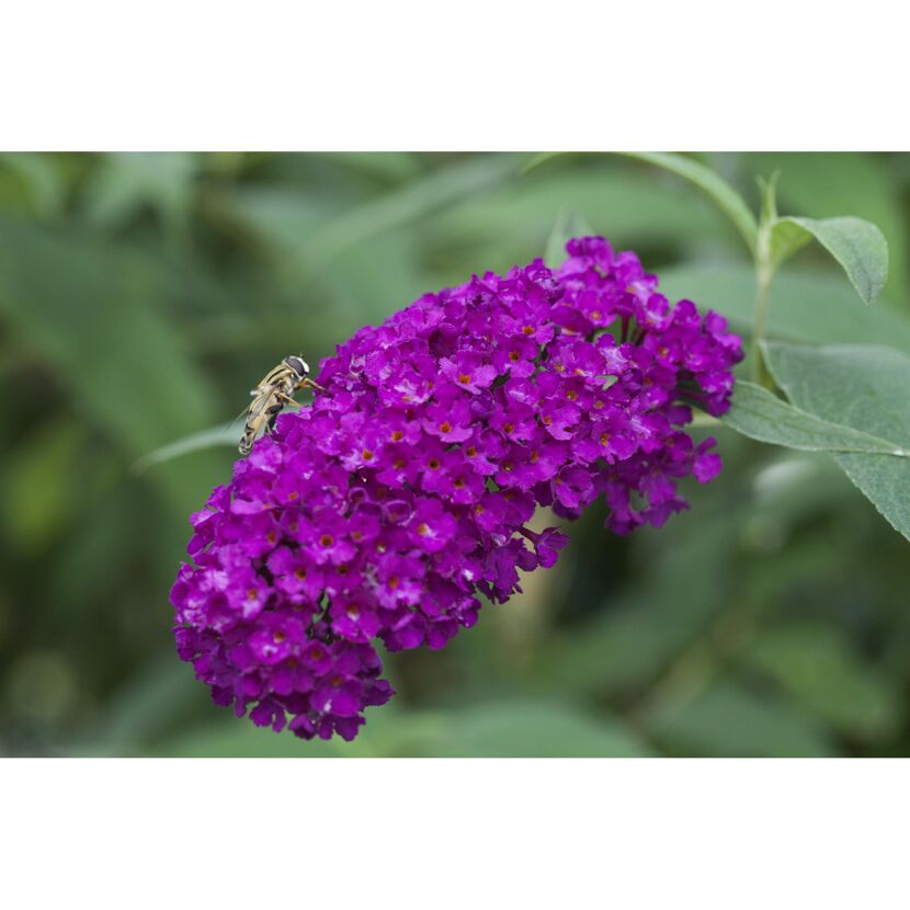Lila Blüten des Sommerflieders mit einer Schwebfliege