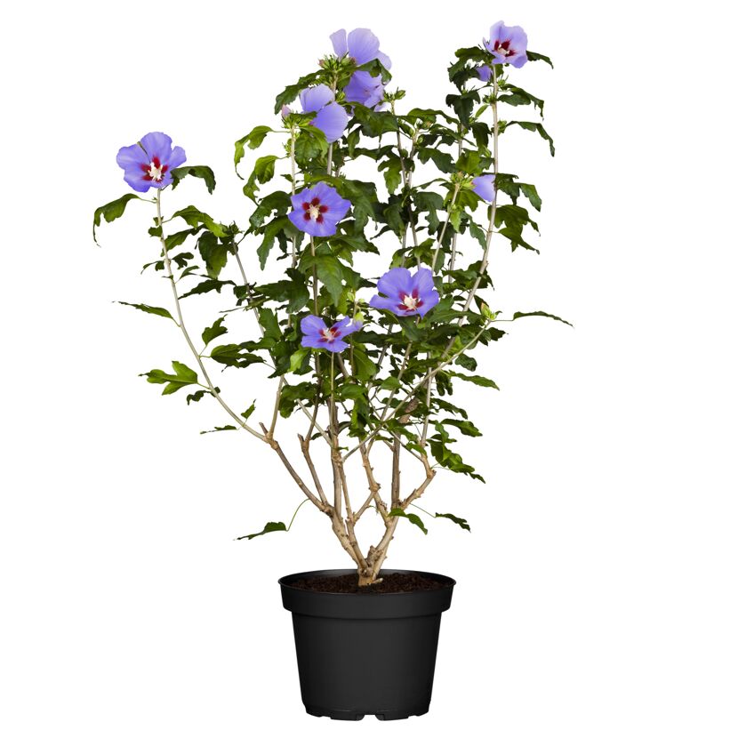Hibiskus 'Spät Blau' im Topf