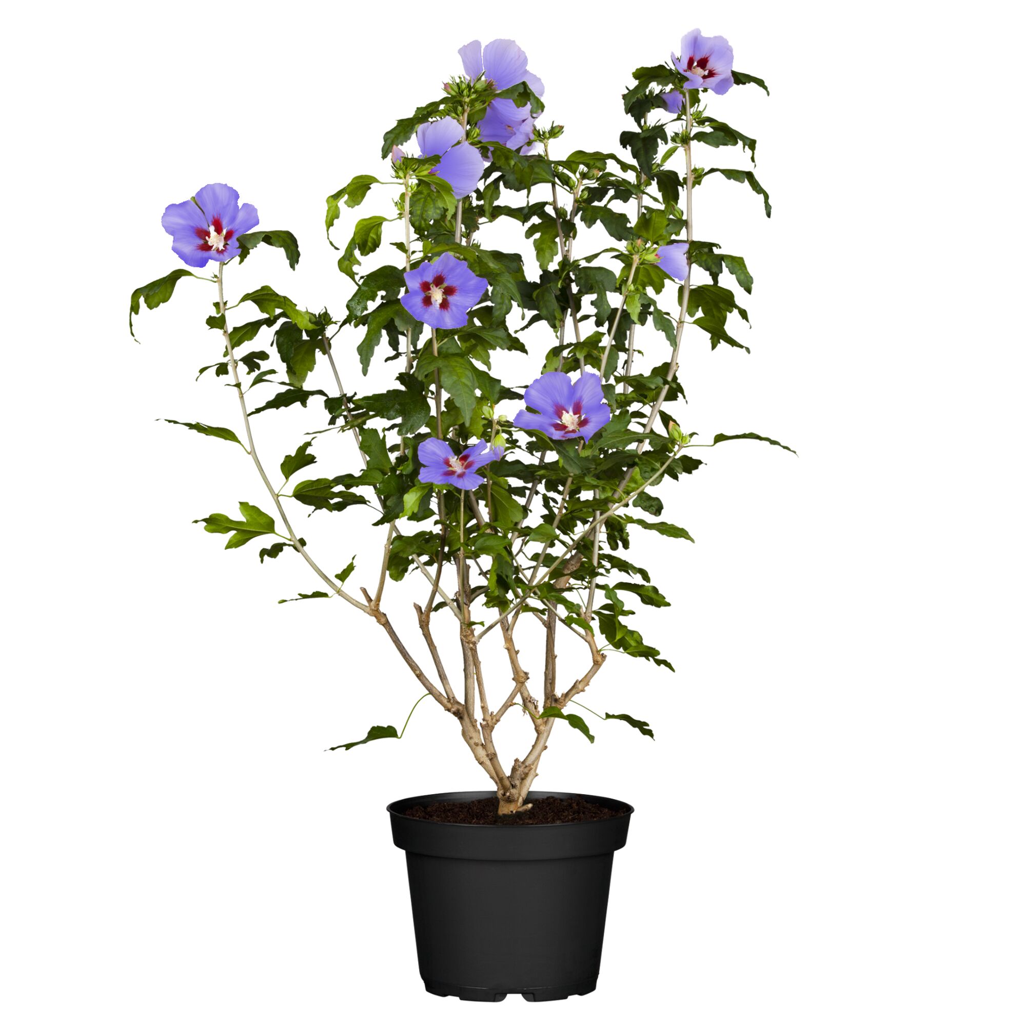 Hibiskus 'Spät Blau' im Topf