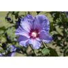 Nahaufnahme einer lilafarbenen Hibiskusblüte