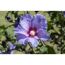 Nahaufnahme einer lilafarbenen Hibiskusblüte