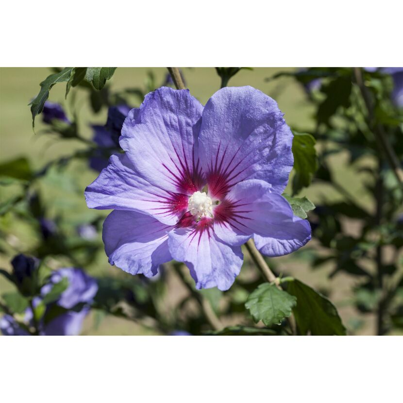 Nahaufnahme einer lilafarbenen Hibiskusblüte