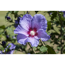 Verkleinertes Bild von Hibiskus blau 19 cm Topf