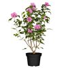 Hibiskus rot 19 cm Topf