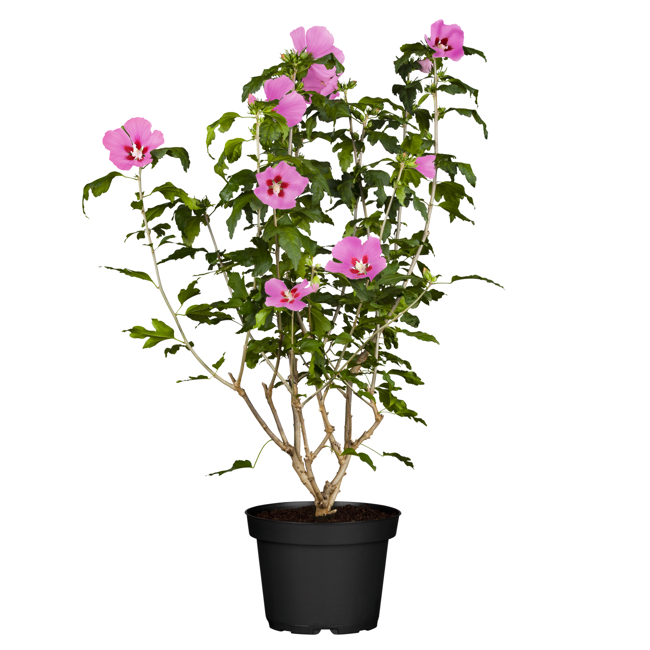 Bild von Hibiskus rot 19 cm Topf