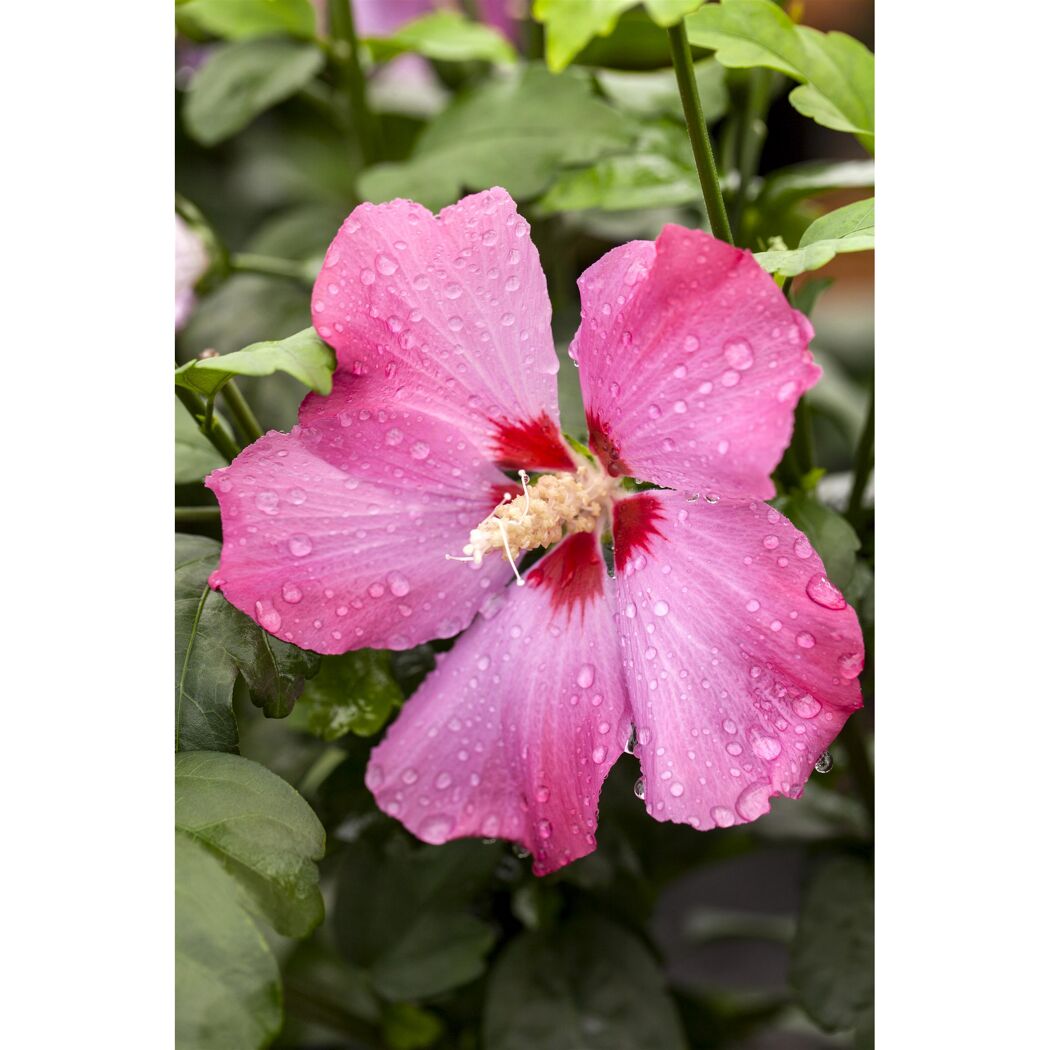 Hibiskus rot 19 cm Topf
