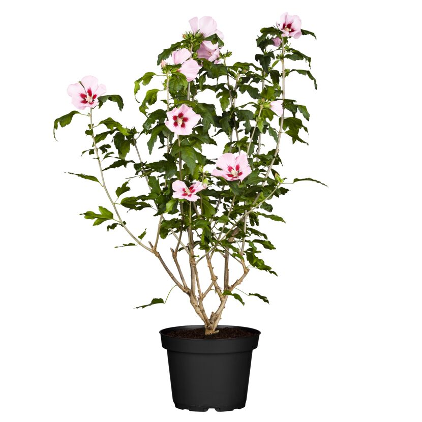 Hibiskusstrauch mit rosa Blüten im Topf
