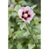 Nahaufnahme einer rosafarbenen Hibiskusblüte.
