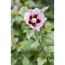Nahaufnahme einer rosafarbenen Hibiskusblüte.