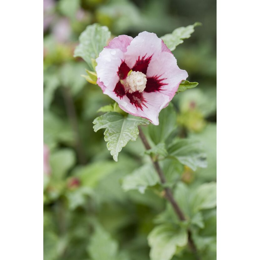 Nahaufnahme einer rosafarbenen Hibiskusblüte.