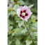 Verkleinertes Bild von Hibiskus rosa 19 cm Topf