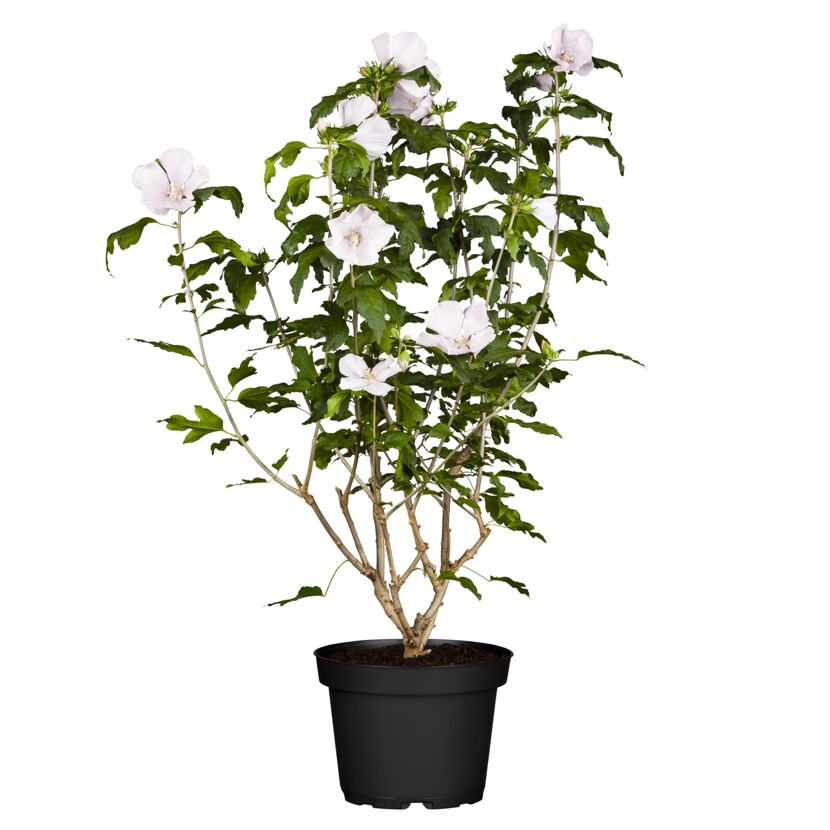 Hibiskus 'Spät Weiß' im Topf